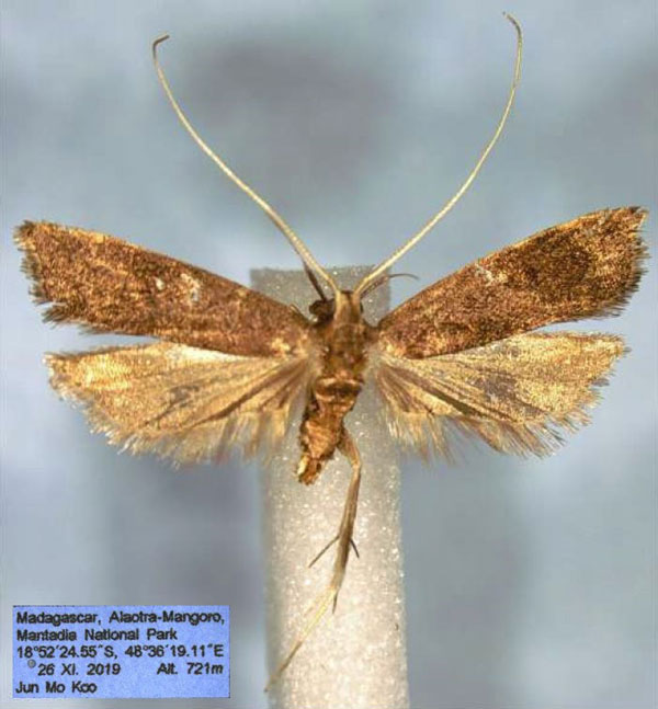 /filer/webapps/moths/media/images/H/hana_Torodora_HT_NIBR.jpg