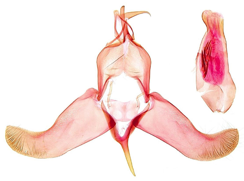 /filer/webapps/moths/media/images/H/hanaro_Spiniola_GMHT_NHMO.jpg