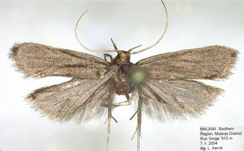 /filer/webapps/moths/media/images/H/hanaro_Spiniola_HT_NHMO.jpg
