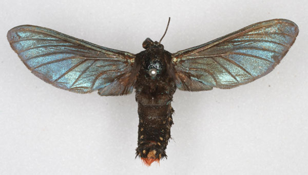 /filer/webapps/moths/media/images/H/hancocki_Melisa_ST_HDOU_01.jpg