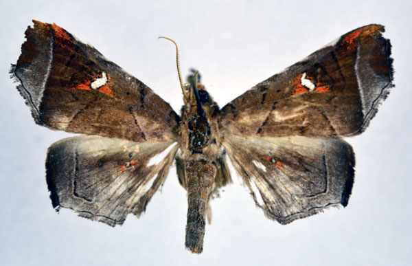 /filer/webapps/moths/media/images/H/hannemanni_Episparis_AM_NHMO.jpg
