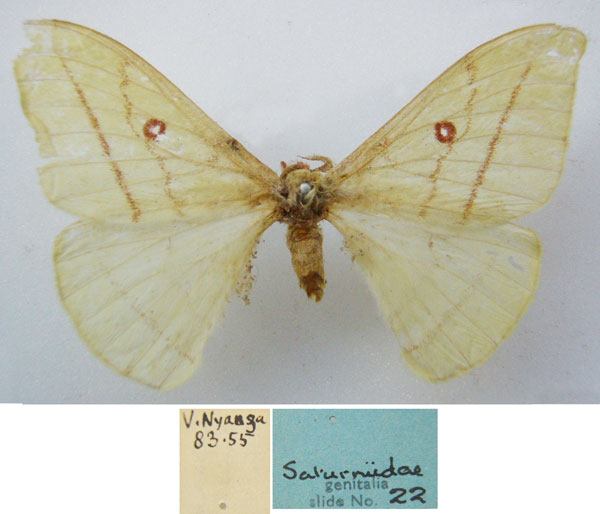 /filer/webapps/moths/media/images/H/hanningtoni_Copaxa_HT_NHMUKa.jpg