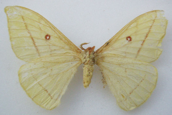 /filer/webapps/moths/media/images/H/hanningtoni_Copaxa_HT_NHMUKb.jpg