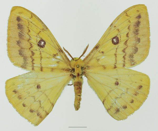 /filer/webapps/moths/media/images/H/hanningtoni_Tagoropsis_AF_Basquina.jpg