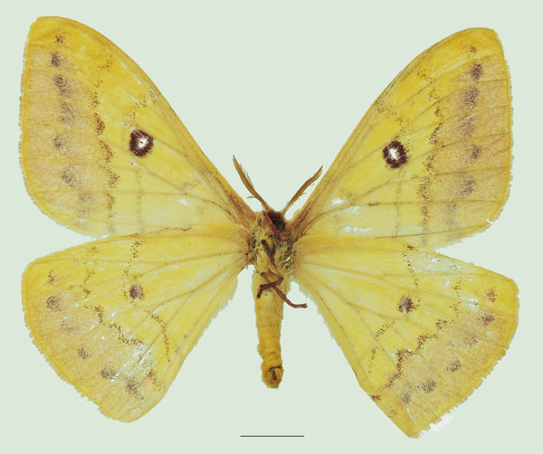 /filer/webapps/moths/media/images/H/hanningtoni_Tagoropsis_AF_Basquinb.jpg