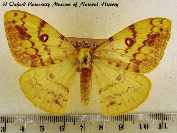 /filer/webapps/moths/media/images/H/hanningtoni_Tagoropsis_A_OUMNH.jpg