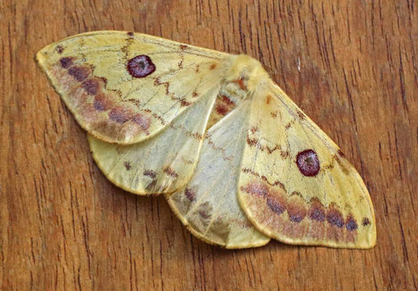 /filer/webapps/moths/media/images/H/hanningtoni_Tagoropsis_A_Voaden.jpg