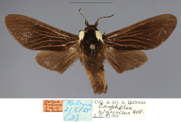 /filer/webapps/moths/media/images/H/hanoti_Casphalia_PTM_RBINS_01.jpg