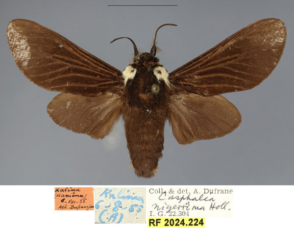 /filer/webapps/moths/media/images/H/hanoti_Casphalia_PTM_RBINS_02.jpg