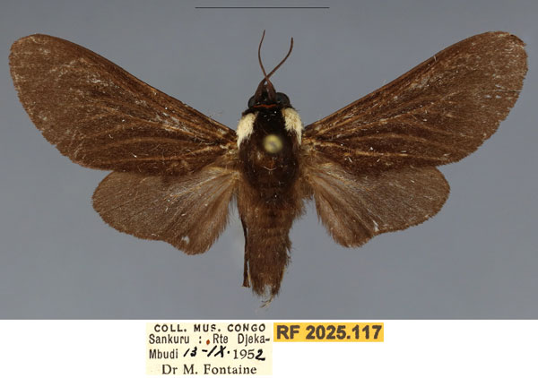 /filer/webapps/moths/media/images/H/hanoti_Casphalia_PTM_RMCA.jpg