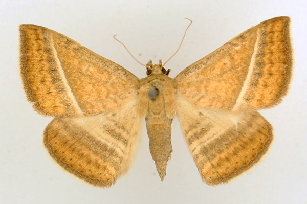 /filer/webapps/moths/media/images/H/hansali_Rhabdophera_AF_TMSA_01.jpg