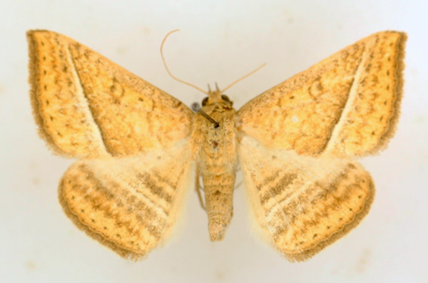 /filer/webapps/moths/media/images/H/hansali_Rhabdophera_AF_TMSA_03.jpg