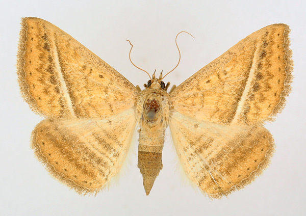 /filer/webapps/moths/media/images/H/hansali_Rhabdophera_AF_TMSA_04.jpg