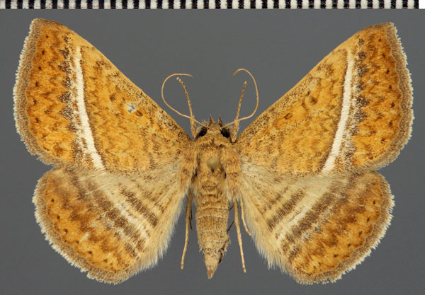 /filer/webapps/moths/media/images/H/hansali_Rhabdophera_AM_Fiebig.jpg