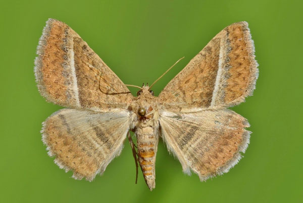 /filer/webapps/moths/media/images/H/hansali_Rhabdophera_A_Butler.jpg