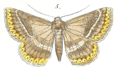 /filer/webapps/moths/media/images/H/hansali_Rhabdophera_Felder_117_5.jpg