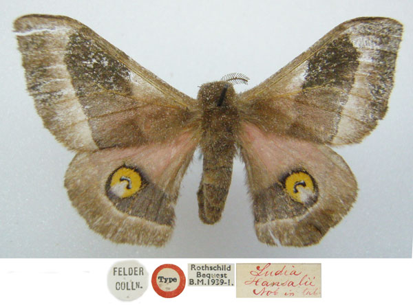 /filer/webapps/moths/media/images/H/hansalii_Ludia_HT_NHMUKa_BSdiJxj.jpg