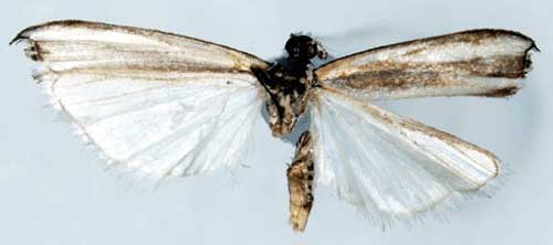 /filer/webapps/moths/media/images/H/hapaliscus_Crambus_LTM_SNHMb.jpg