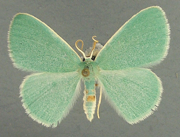 /filer/webapps/moths/media/images/H/haploa_Heterorachis_AF_TMSA.jpg