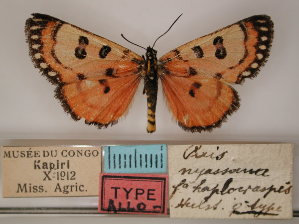 /filer/webapps/moths/media/images/H/haplocraspis_Micralarctia_AT_RMCA_01.jpg