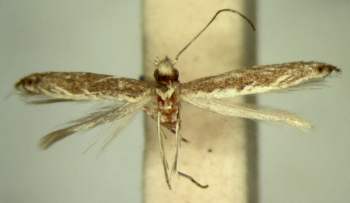 /filer/webapps/moths/media/images/H/haplodoxa_Epicephala_PT_TMSA5705.jpg
