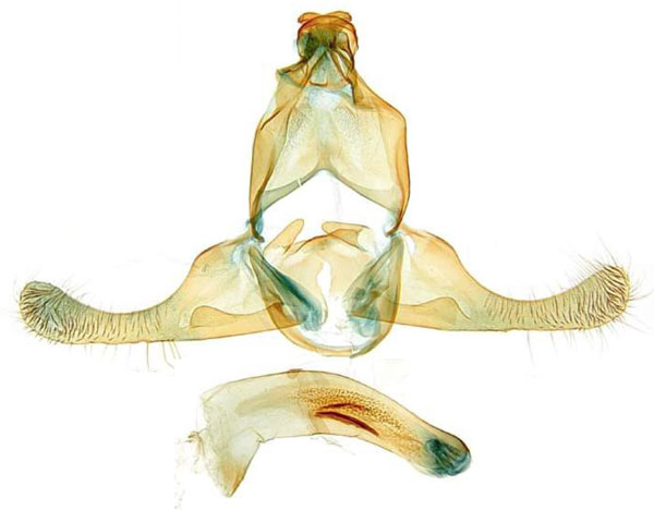 /filer/webapps/moths/media/images/H/haploista_Torodora_GMHT_MNHN.jpg