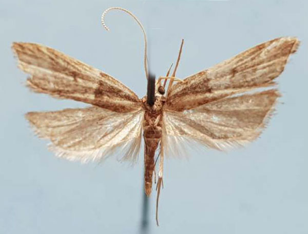 /filer/webapps/moths/media/images/H/haploista_Torodora_HT_MNHN.jpg