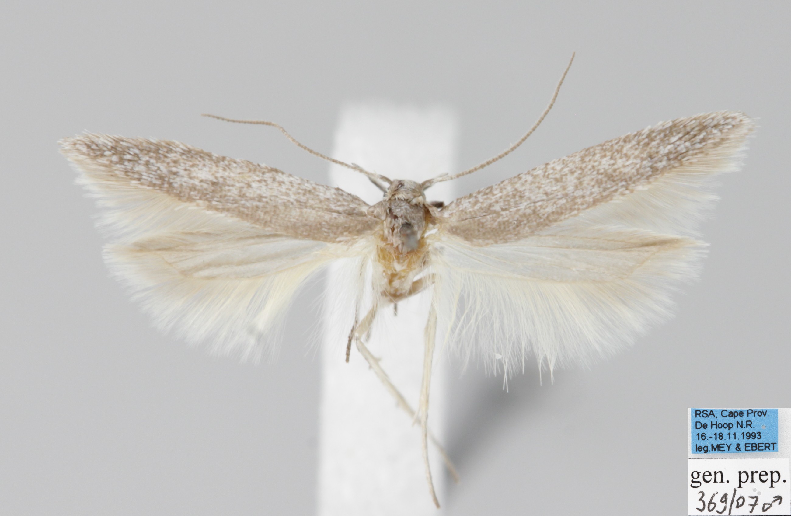 /filer/webapps/moths/media/images/H/haplotypa_Thiotricha_AM_MfN.jpg