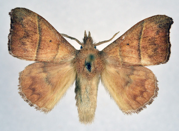 /filer/webapps/moths/media/images/H/hapsimachus_Hapsimachogonia_AM_NHMO.jpg