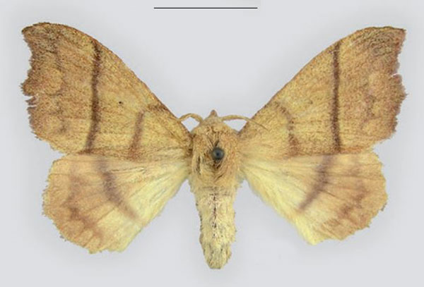 /filer/webapps/moths/media/images/H/hapsimachus_Hapsimachogonia_AM_ZSM_02.jpg