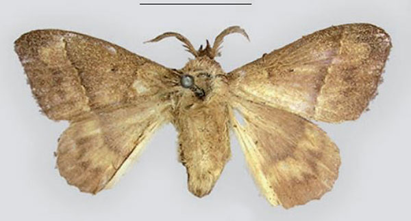 /filer/webapps/moths/media/images/H/hapsimachus_Leipoxais_HT_MfN.jpg