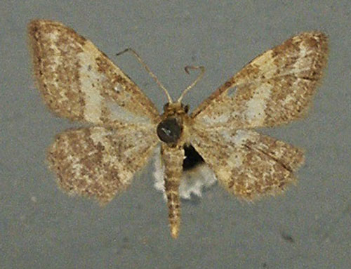 /filer/webapps/moths/media/images/H/hardenbergi_Idaea_AM_TMSA.jpg