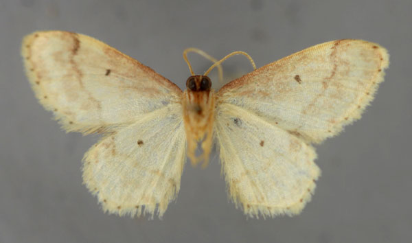 /filer/webapps/moths/media/images/H/hardenbergi_Idaea_A_ZSM_02.jpg