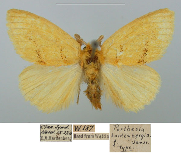 /filer/webapps/moths/media/images/H/hardenbergia_Porthesia_HT_TMSA_GPIpsoU.jpg