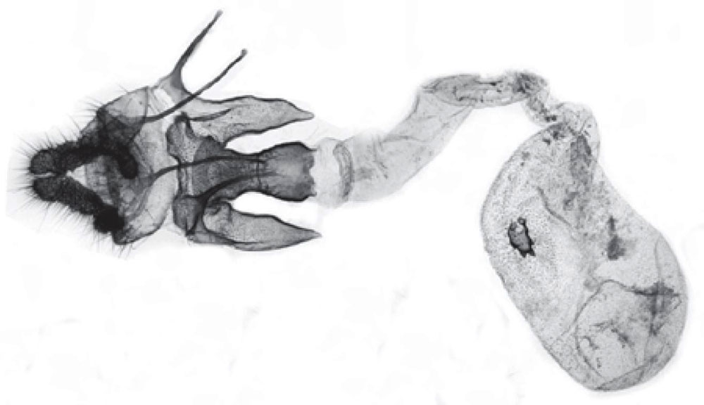 /filer/webapps/moths/media/images/H/harenna_Acleris_GFPT_Trematerra.jpg