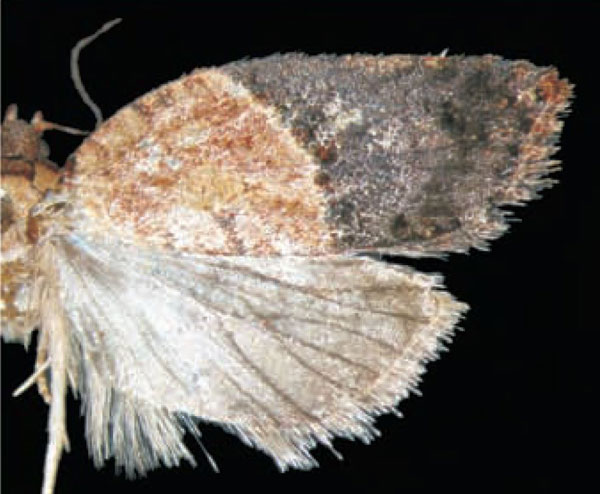 /filer/webapps/moths/media/images/H/harenna_Acleris_HT_Trematerra.jpg