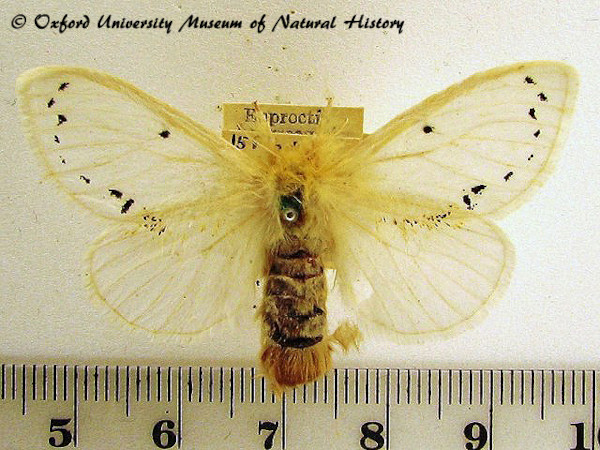 /filer/webapps/moths/media/images/H/hargreavesi_Euproctis_AF_OUMNH_01.jpg