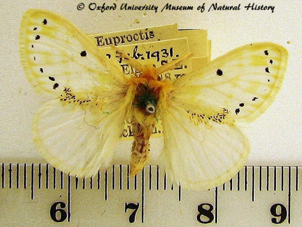 /filer/webapps/moths/media/images/H/hargreavesi_Euproctis_AM_OUMNH_02.jpg