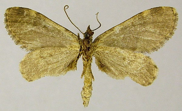 /filer/webapps/moths/media/images/H/hargreavesi_Piercia_AM_ZSMb.jpg