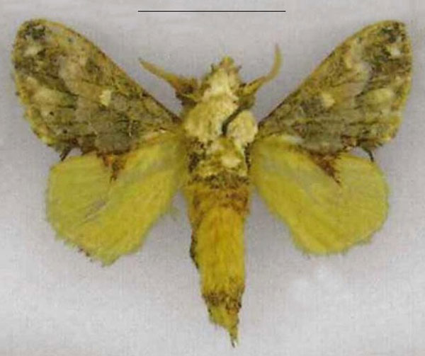 /filer/webapps/moths/media/images/H/haribda_Odontocheilopteryx_HT_ZSM.jpg