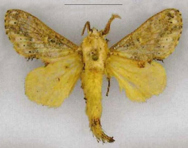 /filer/webapps/moths/media/images/H/haribda_Odontocheilopteryx_PTM_Kuehne.jpg