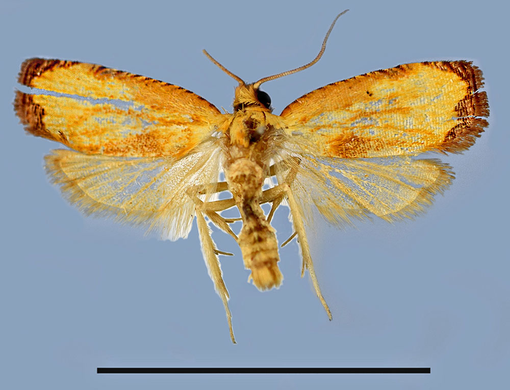 /filer/webapps/moths/media/images/H/harmographa_Phalarocarpa_AM_MRSN.jpg