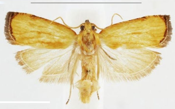 /filer/webapps/moths/media/images/H/harmographa_Phalarocarpa_AM_NHMO_2NczKd3.jpg