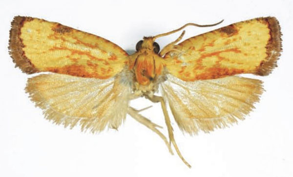 /filer/webapps/moths/media/images/H/harmographa_Phalarocarpa_AM_RMCA_01.jpg