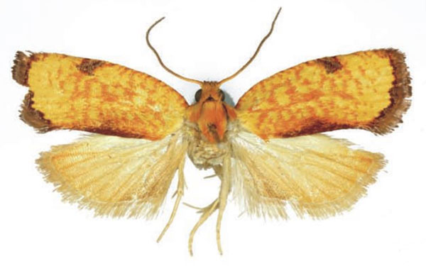 /filer/webapps/moths/media/images/H/harmographa_Phalarocarpa_AM_RMCA_02.jpg