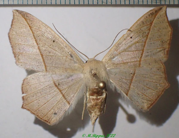 /filer/webapps/moths/media/images/H/harmonia_Psilocerea_AF_Bippus.jpg