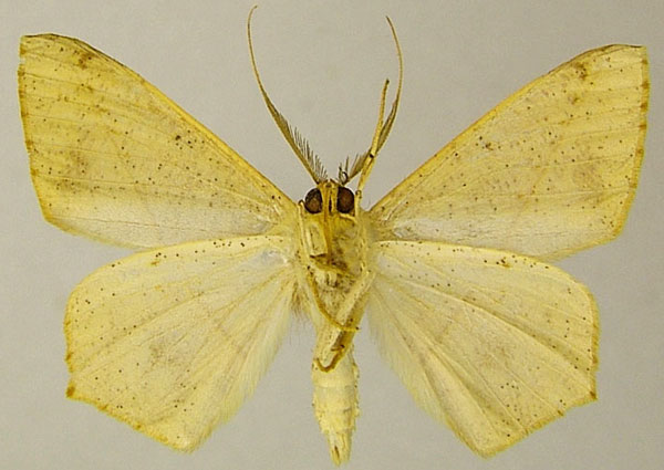 /filer/webapps/moths/media/images/H/harmonia_Psilocerea_AM_ZSMb.jpg
