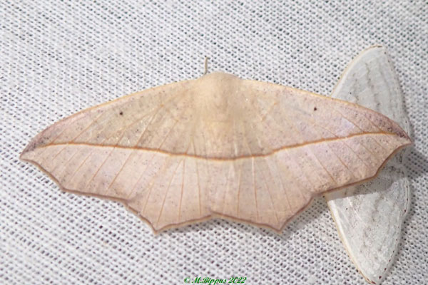 /filer/webapps/moths/media/images/H/harmonia_Psilocerea_A_Bippus.jpg