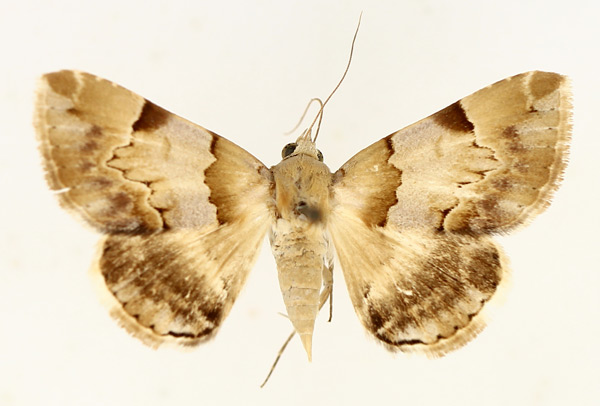/filer/webapps/moths/media/images/H/harmonica_Euphiusa_AF_TMSA_01.jpg