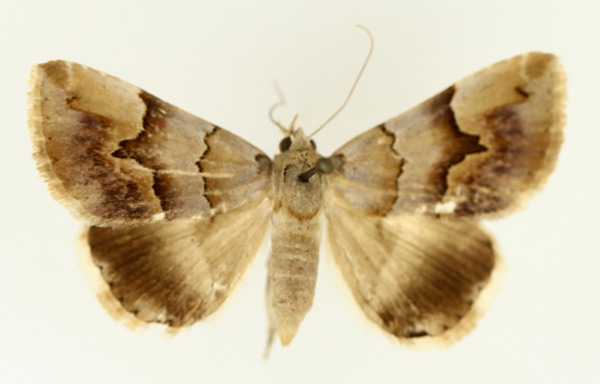 /filer/webapps/moths/media/images/H/harmonica_Euphiusa_AF_TMSA_02.jpg
